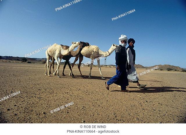 Bactrian Camel - Two-humped camel Camelus bactrianus - Hoggar mountains, Sahara, Algeria, Africa