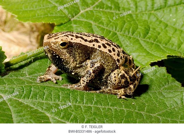 Black-Spotted Narrow-Mouthed Frog, Black-spotted Sticky Frog (Kalophrynus pleurostigma), on a leaf