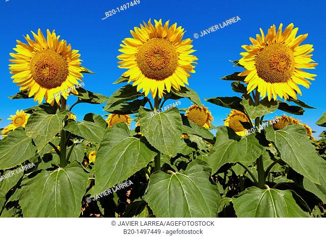 Sunflowers field 'Learza' estate Near Estella, Navarre, Spain