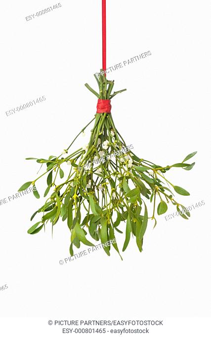 Fresh mistletoe hanging on a red ribbon on white background