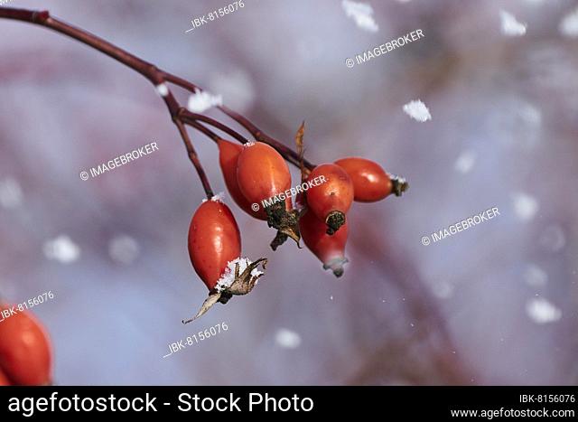 Dog rose (Rosa canina) rose hips at snowfall in winter, Kleine Fatra, Carpathian Mountains, Horna Suca, Slovakia, Europe