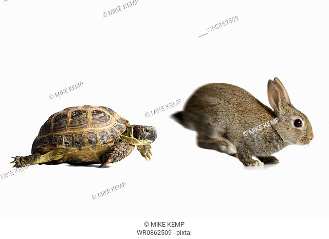 Tortoise and hare racing