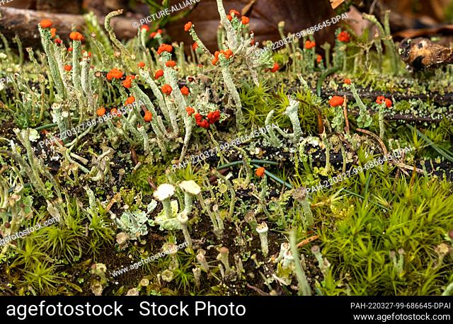 PRODUCTION - 16 March 2022, Rhineland-Palatinate, Börfink: Different lichen species of the genus Cladonia grow in the Hunsrück-Hochwald National Park