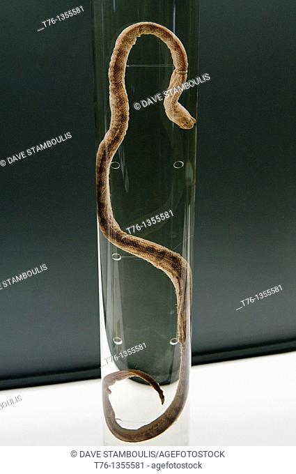 Beaked Sea Snake Enhydrina Schistosa