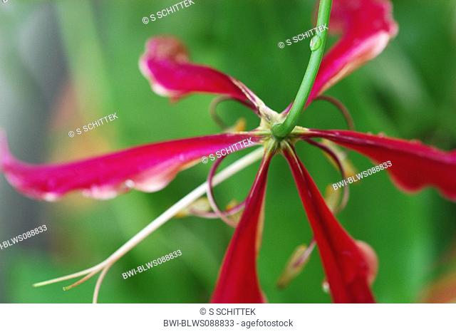 glory lily Gloriosa superba 'Rothschildiana', Red Blossom of Glory Lily from below, Germany
