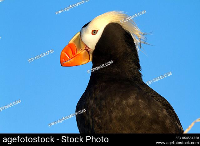 Portrait of a TUFTED PUFFIN looking into the distance on a summer evening