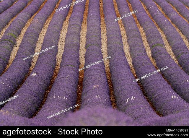 Lavender field, Valensole, Provence, France