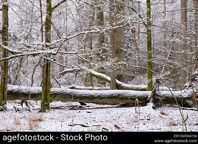 Wintertime landscape of snowy deciduous stand with oak and hornbeam trees in foreground, Bialowieza Forest, Poland, Europe