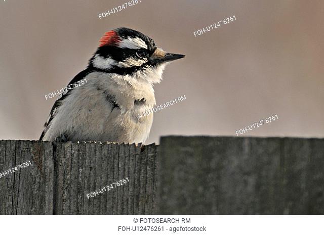 portrait male downy woodpecker sits perched in