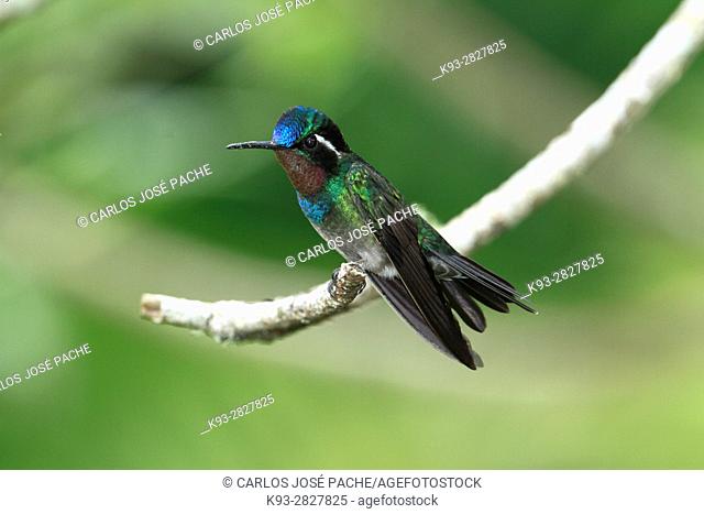 Colibrí Montañes Gorgimorado (Lampornis calolaemus) en la Reserva biologica de Monteverde, Costa Rica