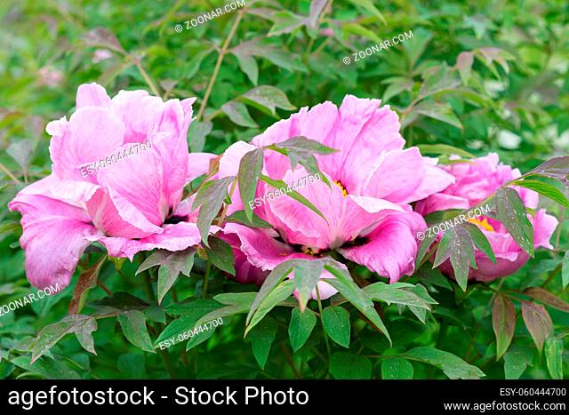Paeonia suffruticosa pink flower