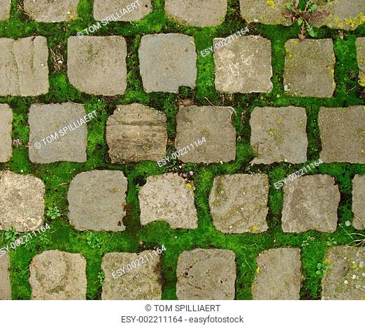green moss growing in between cobble stone