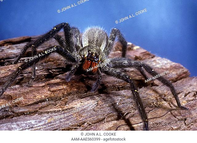 Huntsman Spider (Phoneutria fera), very venomous, Brazil