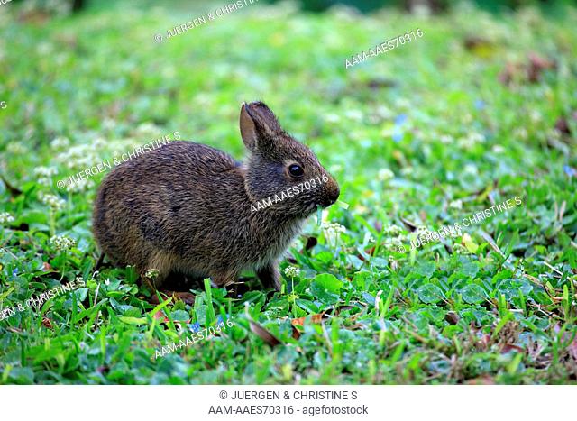 Marsh Rabbit (Sylvilagus palustris) young in meadow, Florida, USA