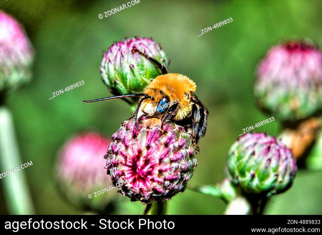 Golden Northern Bumblebee collecting pollen on a flower in HDR