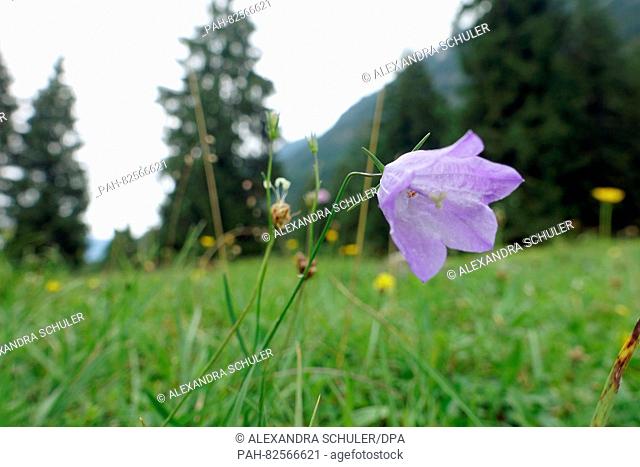 A bell flower on a meadow near Farchant, Germany, 16 July 2016. Foto: Alexandra Schuler/dpa ....- NO WIRE SERVICE- | usage worldwide
