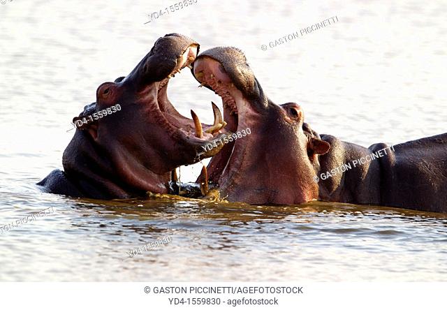 Hippopotamus Hippopotamus amphibius, Mother playing with a baby hippo, Kruger National Park, South Africa