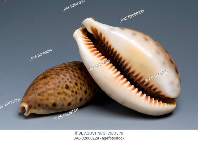 Eyed cowry shells (Cypraea lynx or Lyncina lynx), Littorinimorpha.  Private Collection