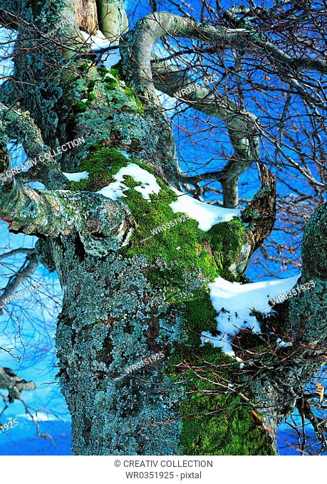 snow covered mossy tree trunk