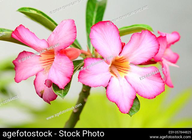 Floral background. Close up of Tropical flower Pink Adenium. Desert rose on Green background
