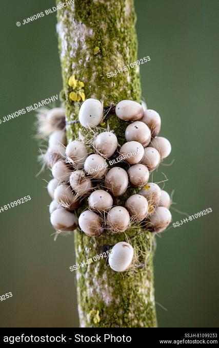 Small Emperor Moth (Saturnia pavonia). Eggs on a twig. Germany