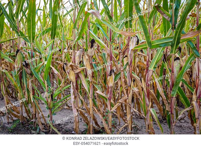 Close up on a Maize field near Ilawa town in Warmian-Masurian Voivodeship, northern Poland