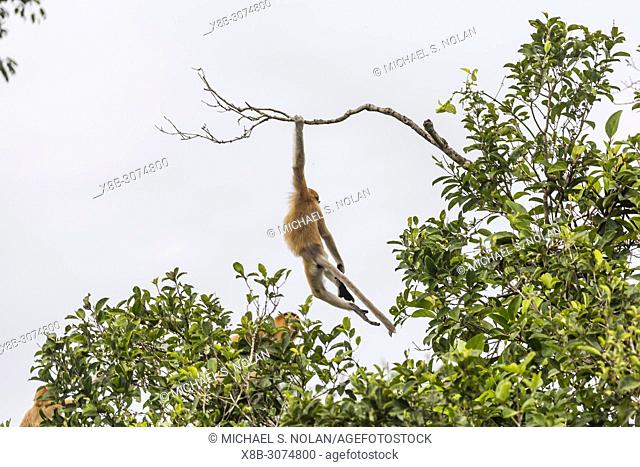 Young proboscis monkey, Nasalis larvatus, Tanjung Puting National Park, Borneo, Indonesia