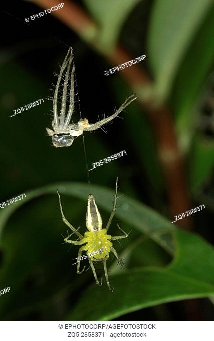 Lynx spider molting, Oxyopidae , Aarey Milk Colony , INDIA. Lynx spider is the common name for any member of the family Oxyopidae