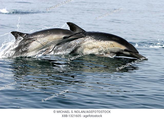 Short-beaked Common Dolphin Delphinus delphis adult and calf leaping offshore in Santa Monica Bay, Southern California, USA  Pacific Ocean