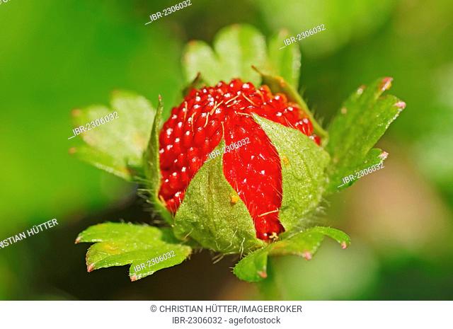 Mock strawberry, Gurbir, Indian strawberry or false strawberry (Potentilla indica formerly Duchesnea indica), occurrence in Southeast Asia, ornamental plant