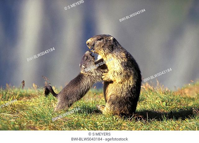 alpine marmot Marmota marmota, young playing with adult, Austria, Grossglockner