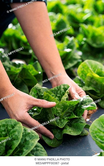 Close-up of woman's hands touching lettuce in field