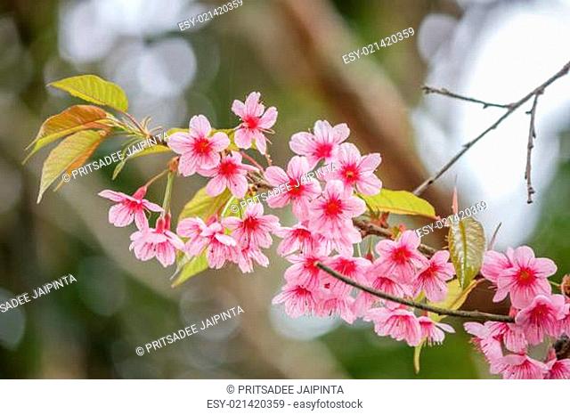Vintage pink blossom sukura flowers on a spring day in changrai, Thailand