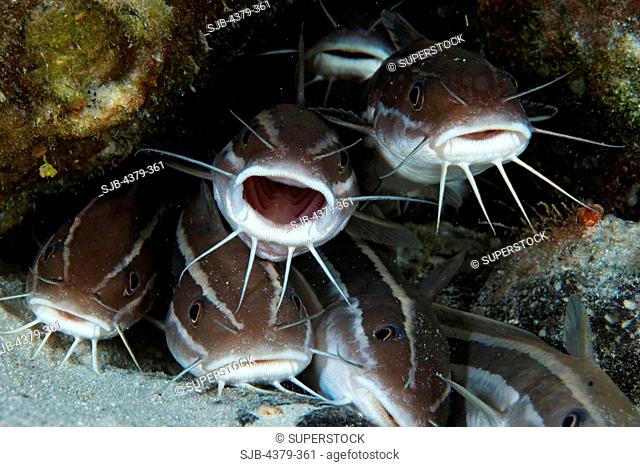 While juvenile striped catfish Plotosus lineatus, often form schools of up to 100 fish, adults such as these travel alone or in smaller groups and are often...