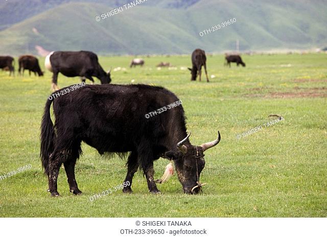 Pasturing of cattles, Shangri-la, China