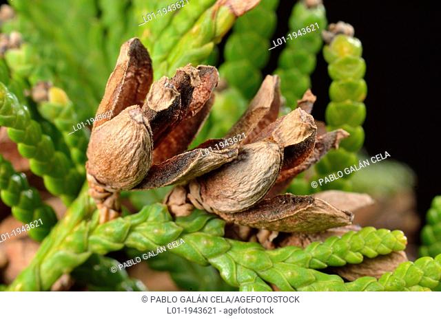 Thuja plicata female cones