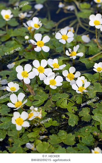 Pond Water-crowfoot, Pond Water crowfoot (Ranunculus peltatus, Ranunculus aquatilis ssp. peltatus), blooming, Germany