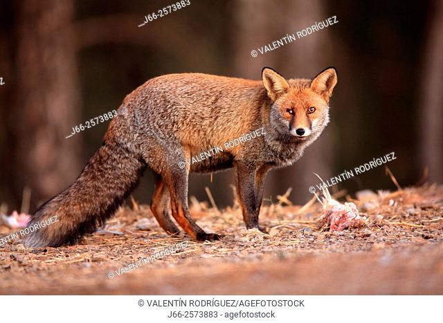one-eye fox (Vulpes vulpes) in Sierra Morena. Córdoba