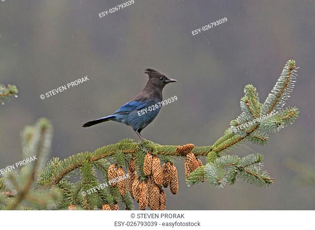 Stellar's Jay in a Coastal Forest in Chilkoot State Park in Alaska