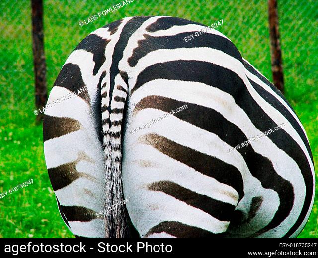 Zebra PoPo