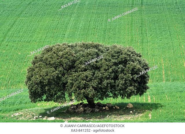 Lonely tree at cultive field, Albacete province, Castilla la mancha, Spain