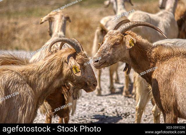 goats resting beside the Gulpinar - Babakale Road, Biga Peninsula, Turkey