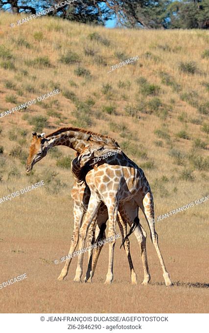 South African giraffes (Giraffa camelopardalis giraffa), two bulls fighting, Kgalagadi Transfrontier Park, Northern Cape, South Africa, Africa