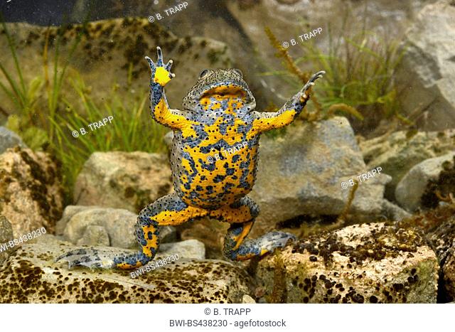 yellow-bellied toad, yellowbelly toad, variegated fire-toad (Bombina variegata), under water, belly, Greece, Pindos
