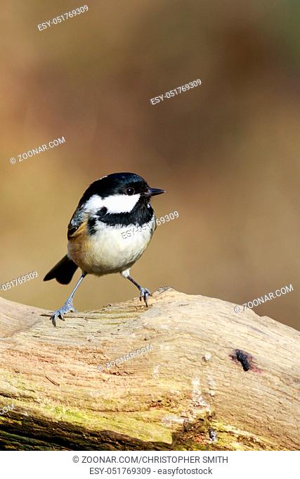 Coal Tit (Periparus ater) perched on a branch