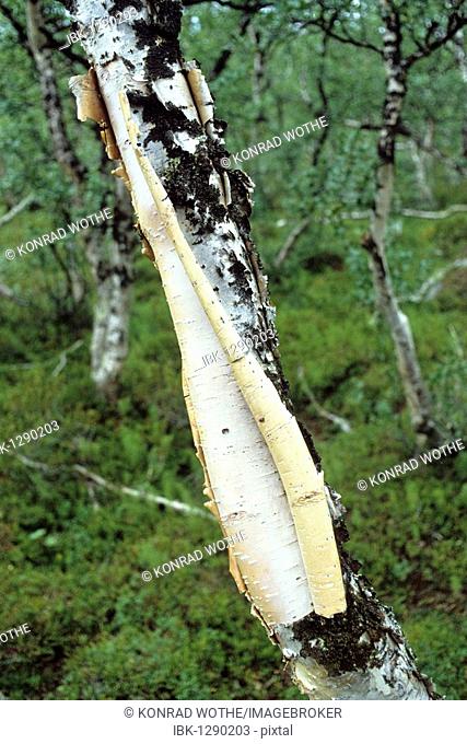 Birch bark (Betula pubescens), Sweden, Scandinavia, Europe