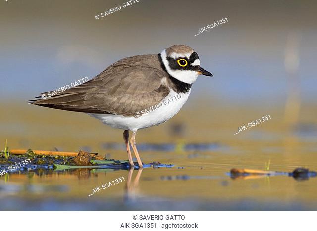 Little Ringed Plover (Charadrius dubius), adult standing in a pond