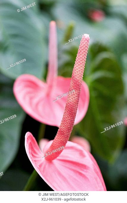Tipton, Michigan - Anthurium, a tropical plant on display at Hidden Lake Gardens, a nature preserve and conservatory operated by Michigan State University