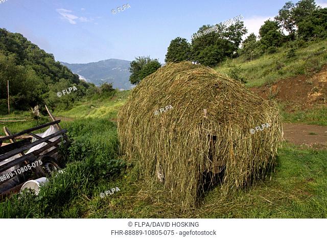 Fresh cut hay on old wooden cart