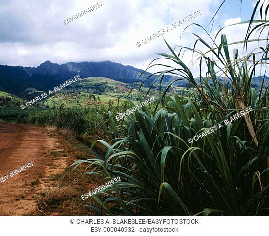 Road through sugar cane plantation. Island of Oahu. Hawaii. USA